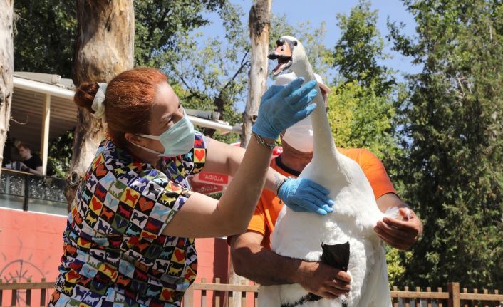 Çankaya’nın simgesi kuğular sağlık kontrolünden geçirildi