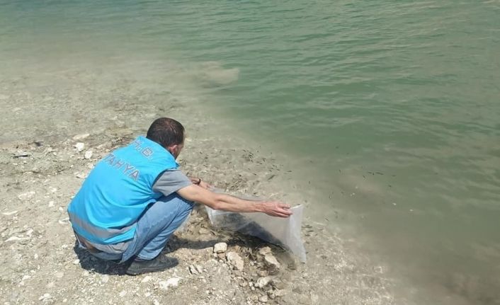 Çavdarhisar barajına 15 bin yavru sazan balığı bırakıldı