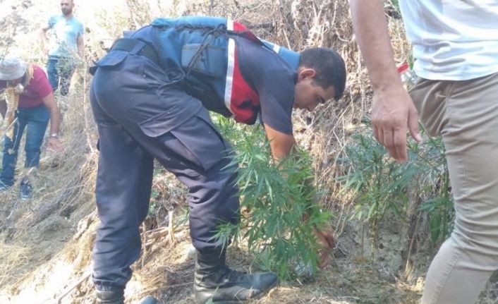 Dere yatağına ekilen 210 kök kenevir imha edildi