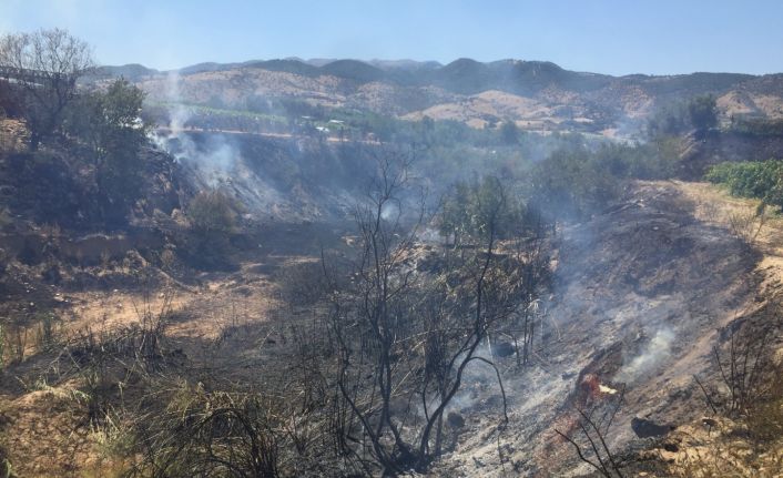 Dere yatağında çıkan yangın bağlara ve zeytinliklere zarar verdi