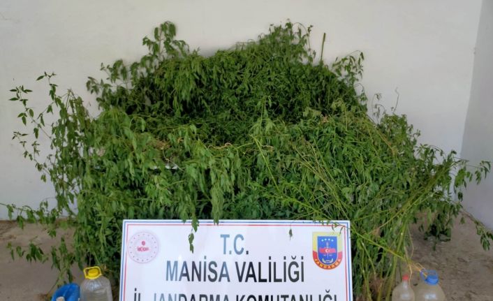 Dere yatağındaki sazlık alanda bin 624 kök kenevir ele geçirildi