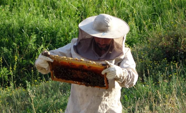 Devletin desteğiyle aracılık yapmaya başladı, 500 kilo bal elde etmeyi başardı