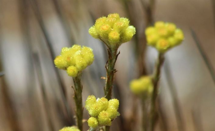 Dünyada 11 adet kalan ’Aydın Ölmez Çiçeği’ korunmayı bekliyor