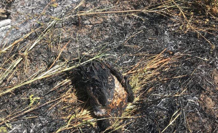 Elektrik akımına kapılan karga 50 dönümlük tarlayı yaktı