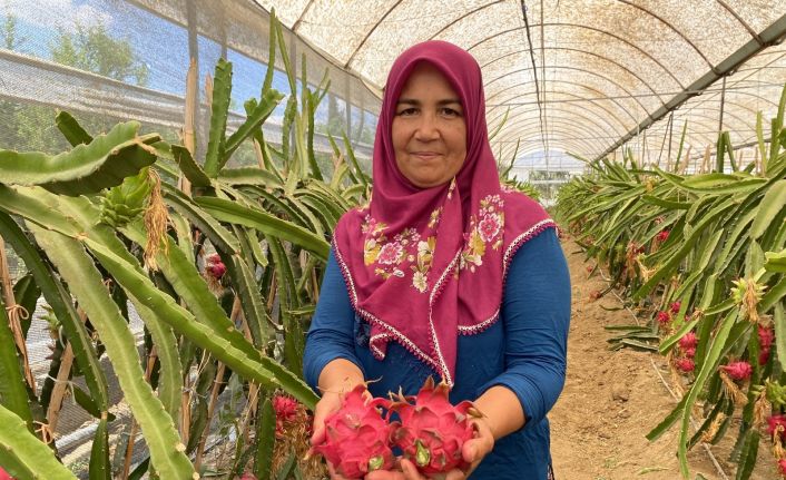 Girişimci ev hanımı iki yılda ürettiği ejder meyvesi ile yurt dışına açıldı