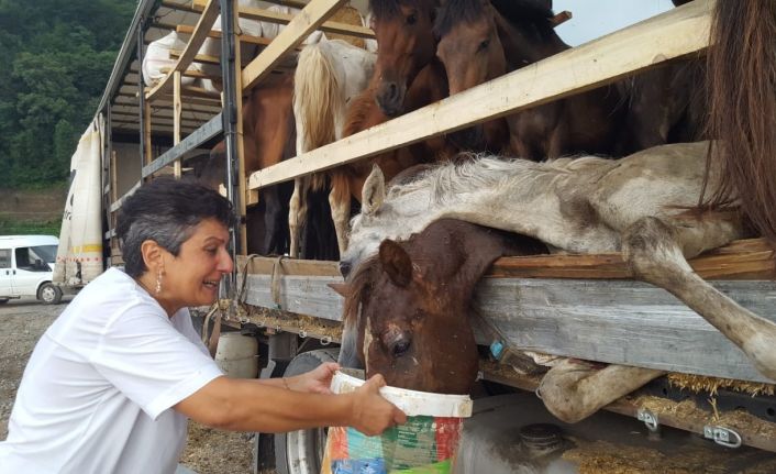 Hasta atlarla sınırı geçemeyeceğini anlayınca Hopa’daki tır parkında atları kaderine terk etmiş