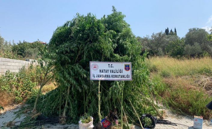 Hatay’da 489 kök kenevir ile 6 kilo 790 gram esrar ele geçirildi