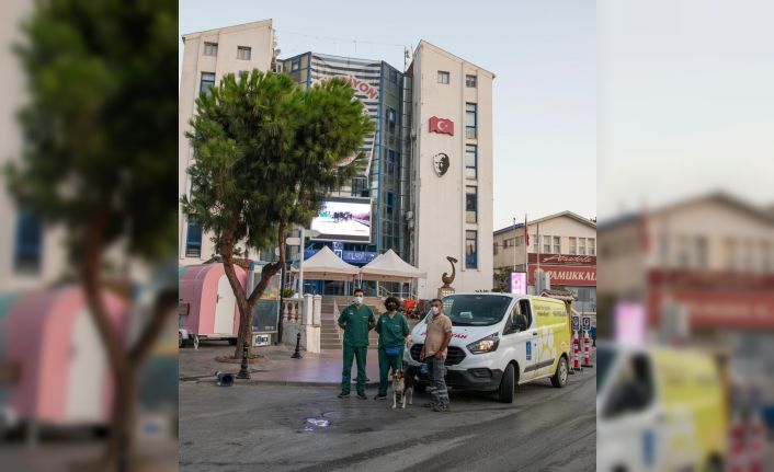 Haybulans aracı can dostlara şifa olmak için Marmaris’e doğru yola çıktı