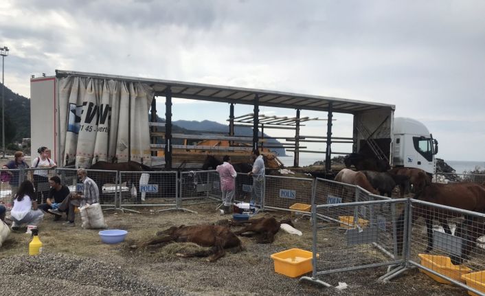 Hopa’da bir tır dorsesinde ölüme terk edilen atlar için gönüllüler seferber oldu