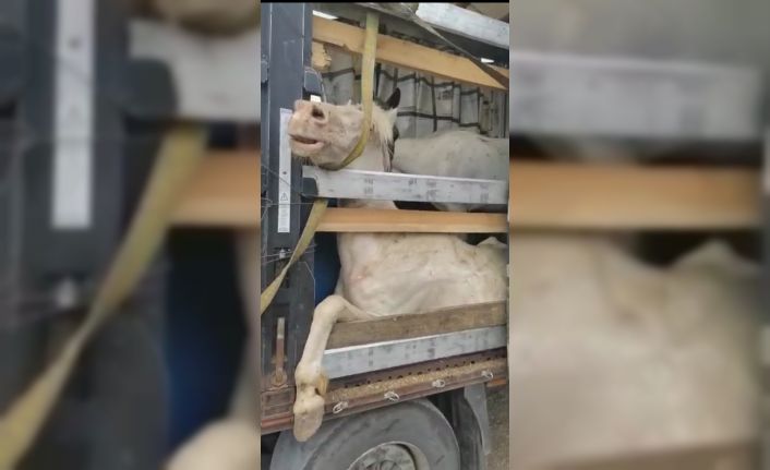 Hopa’da dorsesi hasta atlarla dolu tırı görenler ne yapacağını şaşırdı