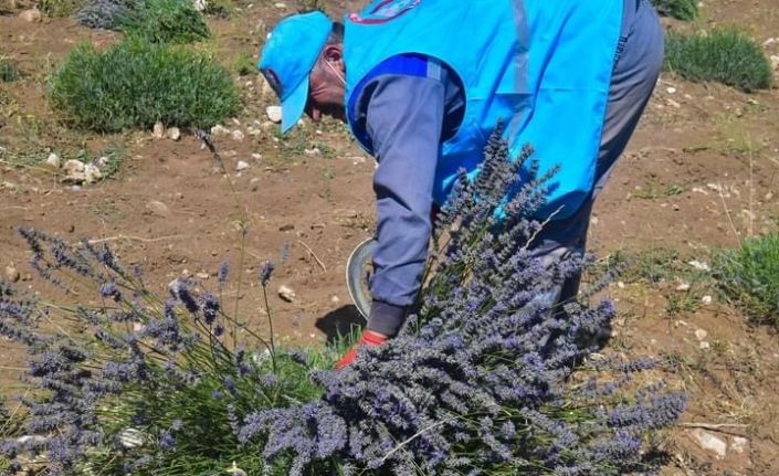 Isparta’da Lavanta hasadı başladı