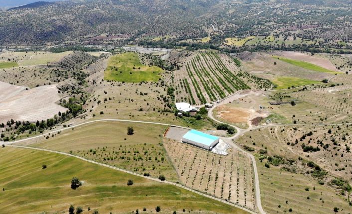 İstanbul’u terk eden işadamı, köyüne dönerek bin 300 dönümlük araziye 28 bin ceviz ağacı dikti