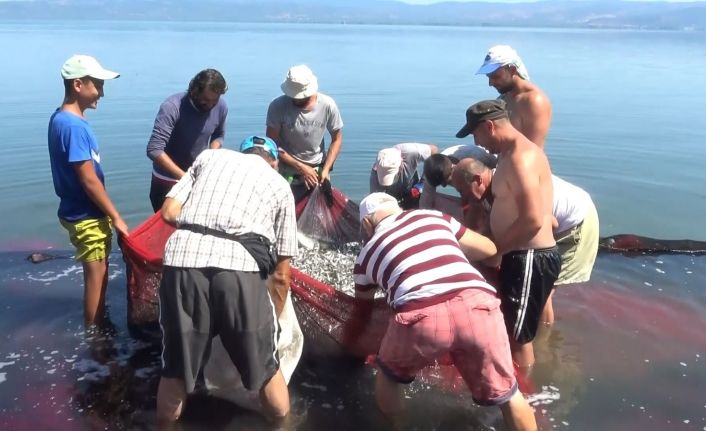 İznik gölünde gümüş balığı popülasyonu balıkçıları tedirgin ediyor
