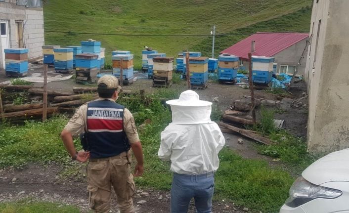 İzoleli coğrafi bölgeye arı ırkı sokan şahsa 15 bin 203 lira ceza kesildi