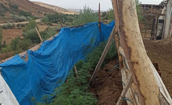 Jandarmanın dikkatinden kaçmadı: Brandayla çevrili bahçede kenevir yetiştirirken yakalandı