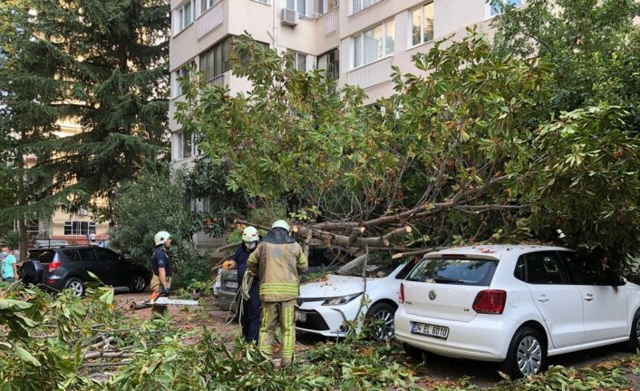 Kadıköy’de mahalleli uykudayken kestane ağacı park halindeki 4 aracın üzerine devrildi