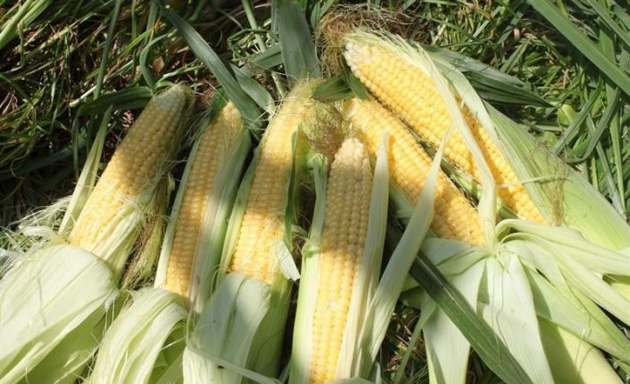 Kadın çiftçiler tarımsal yeniliklerle buluşuyor