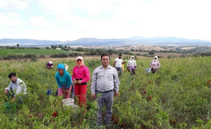 Karacasu biberi de tercih edilen ürün listesinde yerini aldı