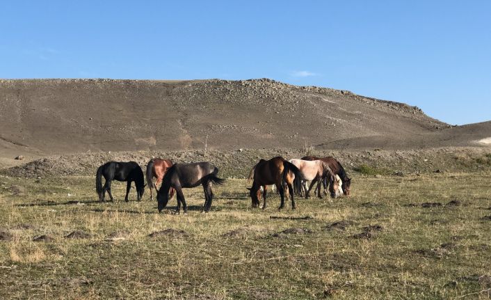 Kars’ta yılkı atları doğal ortamlarında görüntülendi