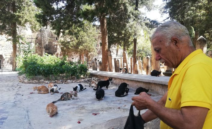 Kasaptan aldığı ciğerle 50 yıldır her gün sokak kedilerini besliyor