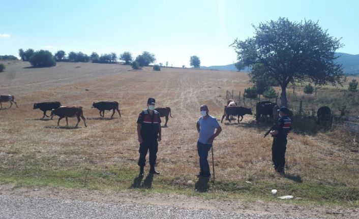 Kaybolan 14 adet büyükbaş hayvan drone ile bulundu