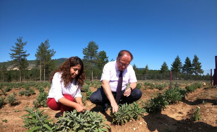 Kaymakam Türköz, Tıbbi Aromatik ve Bitki Bahçesini gezdi