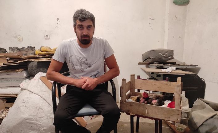 Kesmek için aldığı horoz kuluçkaya yattı, görenler gözlerine inanamadı