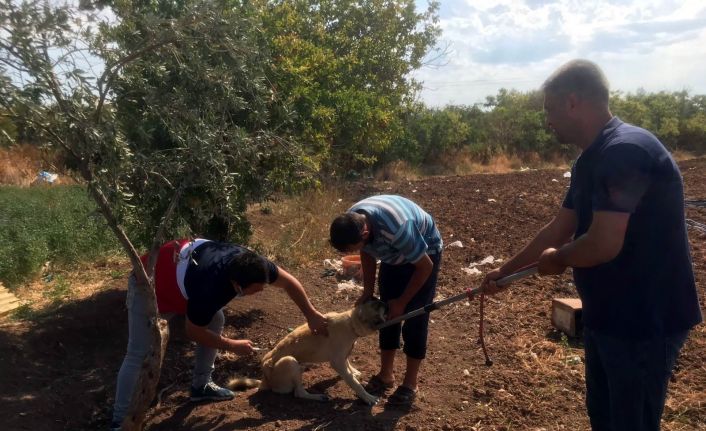 Kilis’te evcil hayvanlara mikro çip uygulaması başladı