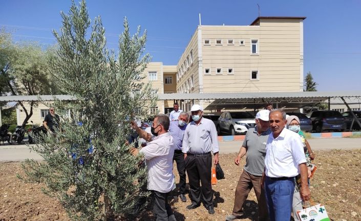 Kilis’te yağlık zeytin verimi arttırılacak