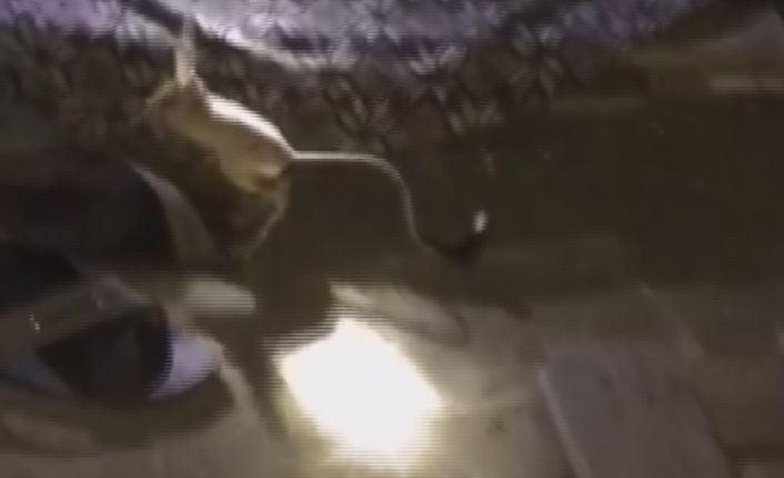 Kırmızı listede bulunan kanguru faresi, çadırda görüldü