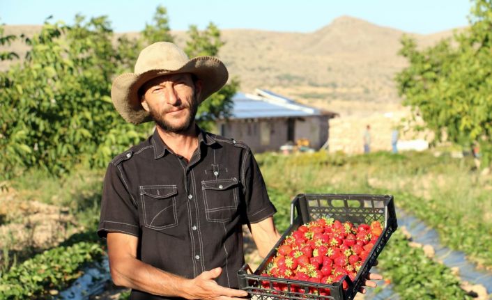 Köyüne dönerek organik çilek yetiştirmeye başladı, şimdi taleplere yetişemiyor