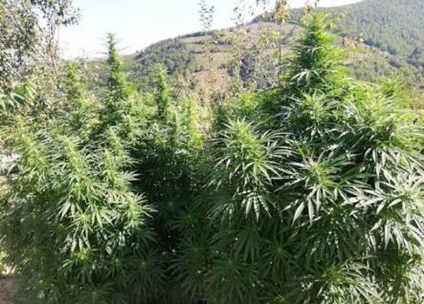 Malatya’da 980 kök Hint keneviri ele geçirildi