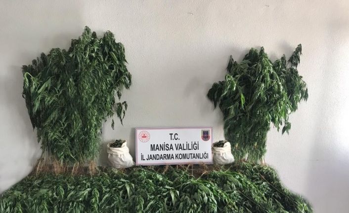 Manisa’da bin 71 kök kenevir ve 3 kilo kubar esrar ele geçirildi