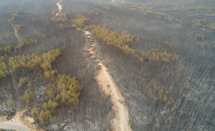 Muğla’da ormanlar alev alev yandı, tahribat gün aydınlanınca ortaya çıktı