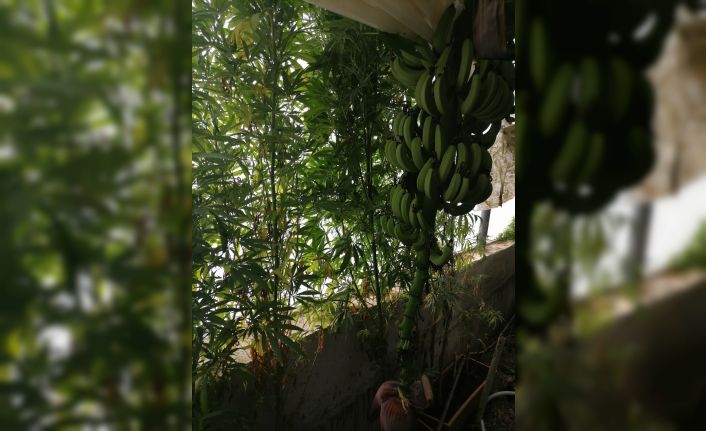 Muz serasında hint keneviri yetiştiren şüpheli tutuklandı