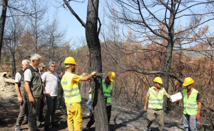 Orman Genel Müdürlüğü yangında zara gören alanlar için çalışmalara başladı