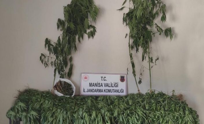 Ormanlık alanda 519 kök kenevir ve 2 kilogram kubar esrar ele geçirildi