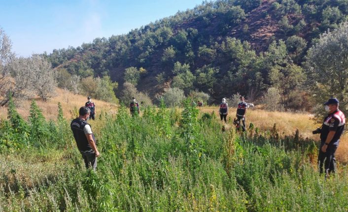 Ormanlık arazisini ’kenevir tarlası’, ağırı da ’kaçak içki’ imalathanesi yaptı: 1 gözaltı