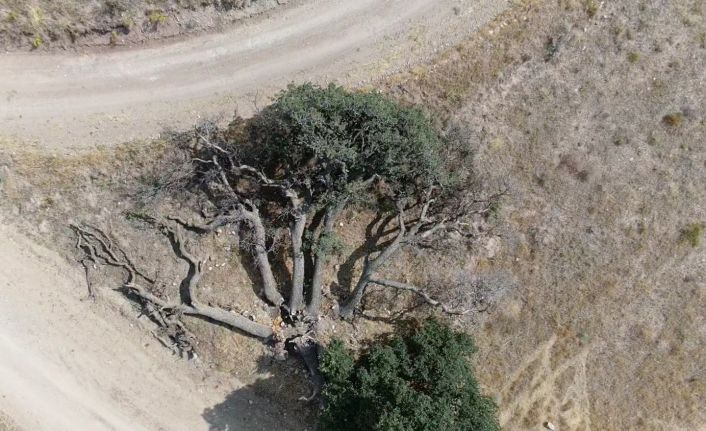 (Özel) 3 asırlık ağaca kimse dokunamıyor, sebebi ise çok farklı