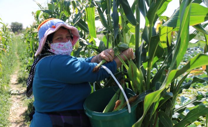 (ÖZEL) Eskişehir’in yeni gözdesi: "Karadeniz Mısırı"