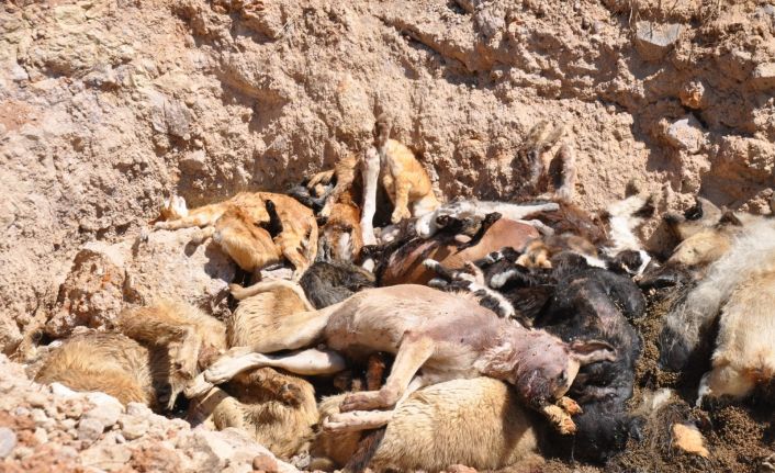 (Özel) İBB hayvan barınağında vahşet: Telef olmuş onlarca kedi ve köpek toplu mezara koyuldu
