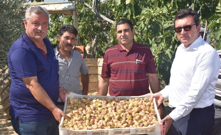 Protokol, köylülerle incir hasadına katıldı