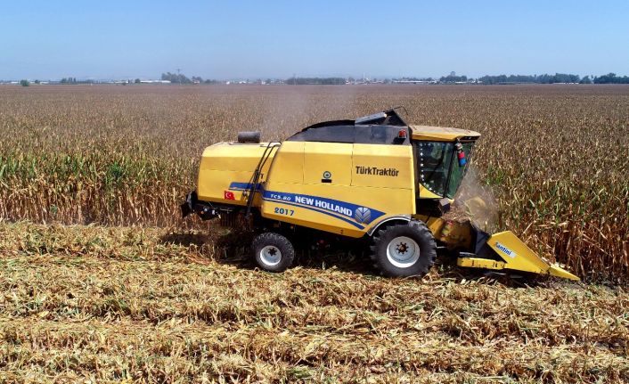 "Sarı altın"da hasat başladı