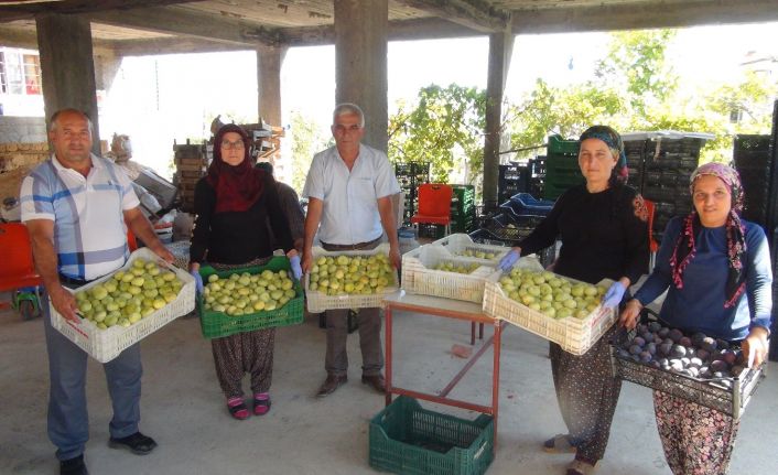 Silifke’de yaş incir 10 lira, kuru incir ise 50 liradan satılıyor