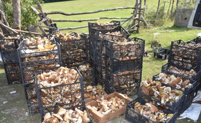 Sinop ormanlarından fışkıran fesleğen ve yumurta mantarı köylülere ek gelir kapısı oldu