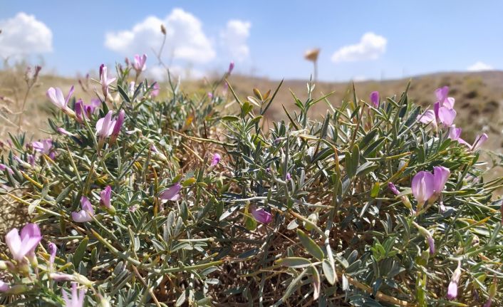 Toprağın son bekçileri: Gevenler