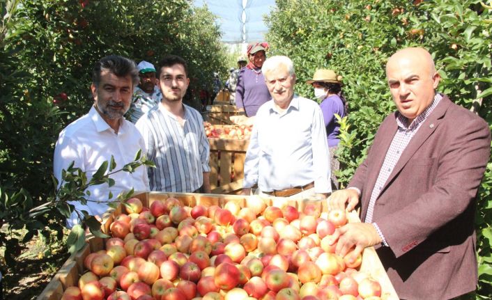 Türkiye’nin elma deposu Karaman’da 55 gün sürecek olan elma hasadı başladı