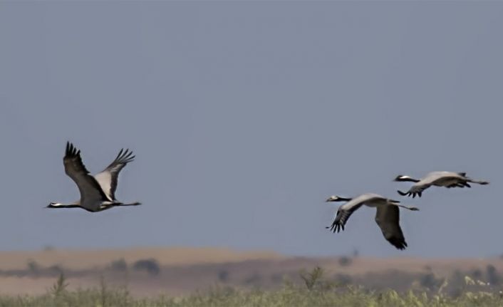 Türkülere konu olan telli turnalar 17 yıl sonra ilk kez Türkiye’de yuva kurdu