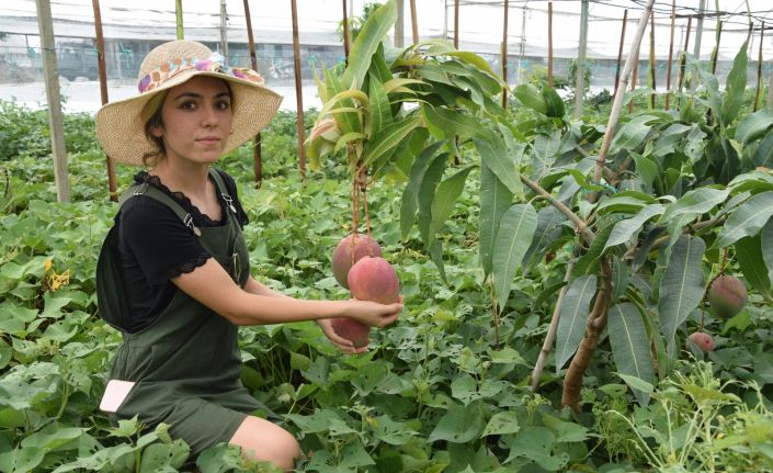 Üniversiteli Burçin mezun olup çiftçiliğe başladı, ilçedeki ilk mango hasadını yaptı