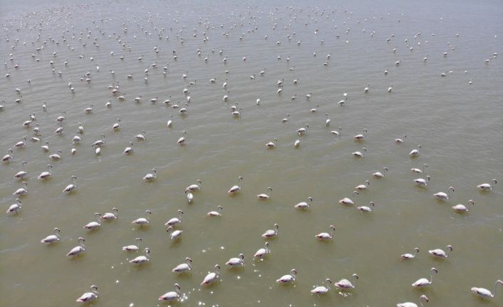 Van Gölü Havzası’nın narin kuşları flamingolar görsel şölen sunuyor